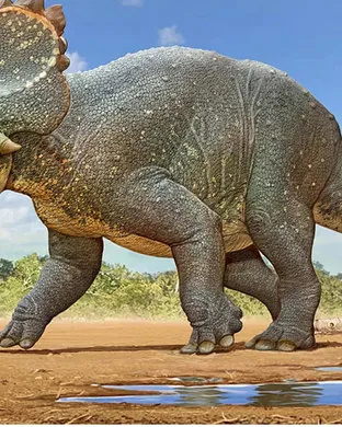 Dinosaur World Live Santa Rosa