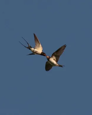 The Birds